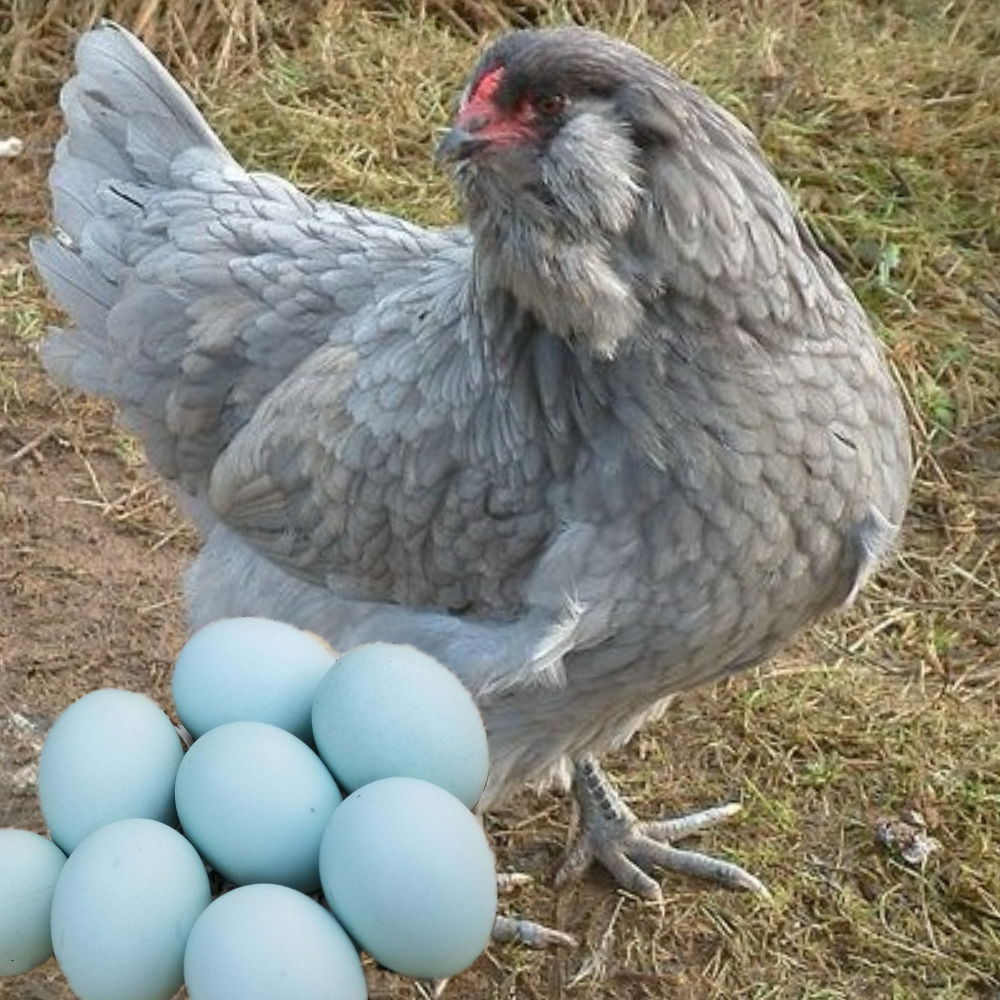 Grey, fluffy Ameraucana hen with bright baby blue eggs.
This is a chicken that lays blue eggs.