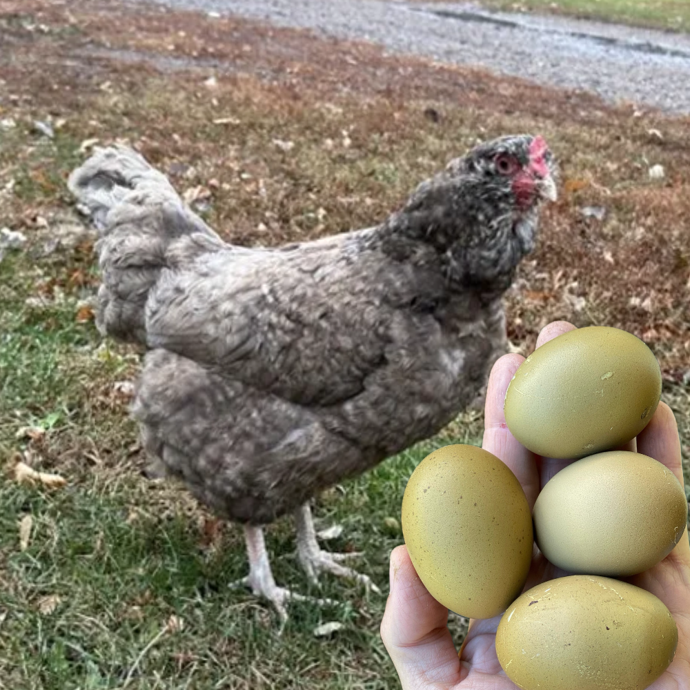 Dark grey and white speckled Olive Egger Chicken standing beside four deep green eggs.
These chickens lay green eggs.