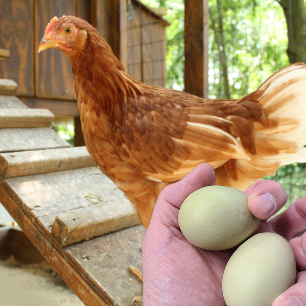 Light brown Starlight Green Egger chicken standing besides two sage green eggs.
These chicks lay green eggs.