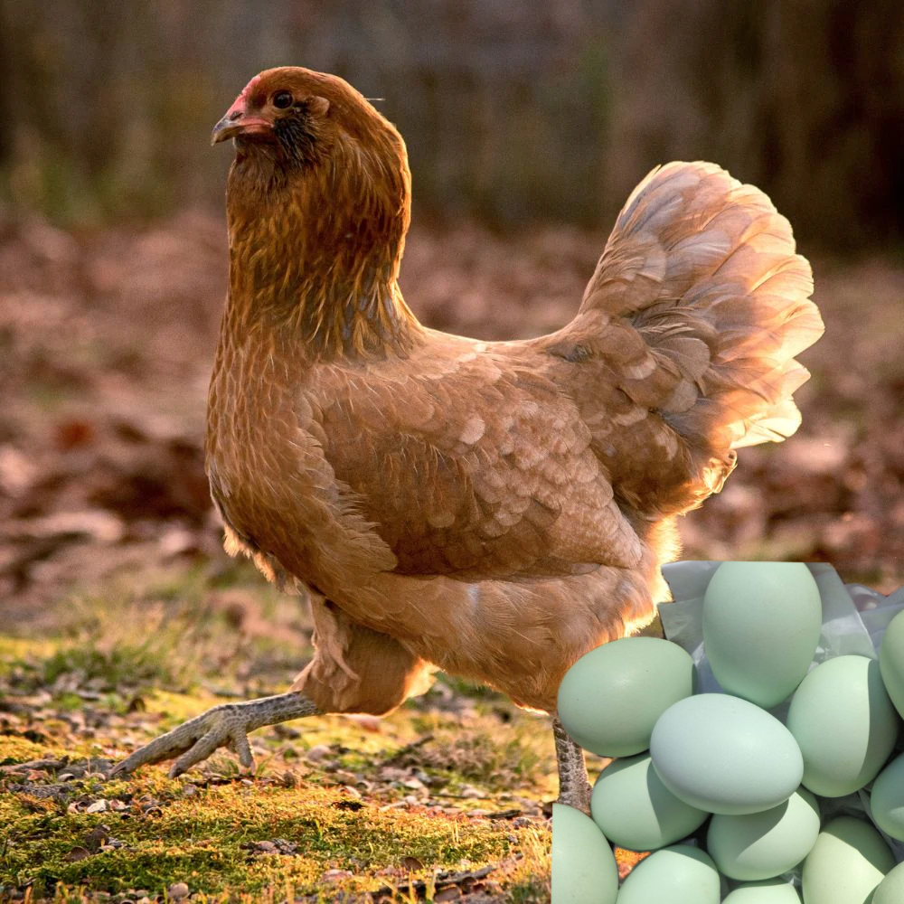 A brown easter egger chicken with light turquoise eggs.
This is a chicken that lays blue or green eggs.