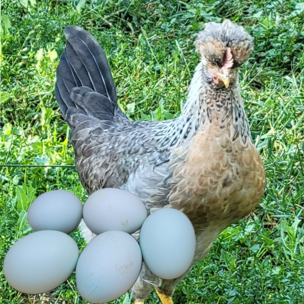 A grey with black speckles Cream Legbar hen with fluffy feathers on it's head and a light brown chest standing next to pale blue eggs.
This is a chicken that lays blue eggs.